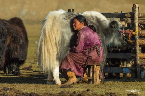 Didier_Gautron_Mongolie_2011-03