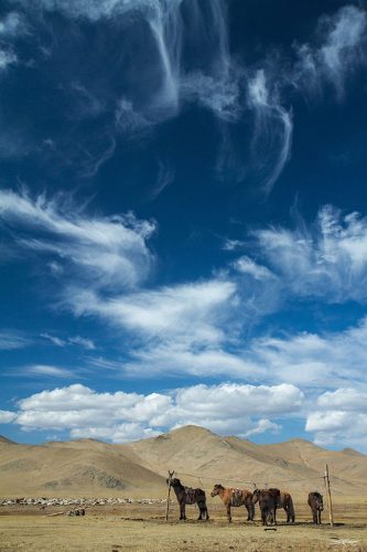 Didier_Gautron_Mongolie_2011-10