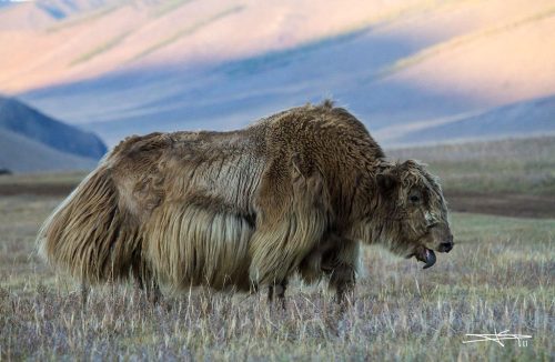 Didier_Gautron_Mongolie_2011-11