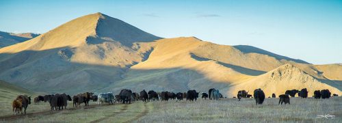 Didier_Gautron_Mongolie_2011-12