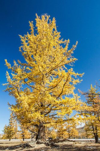 Didier_Gautron_Mongolie_2011-17