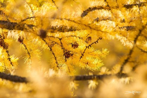 Didier_Gautron_Mongolie_2011-18