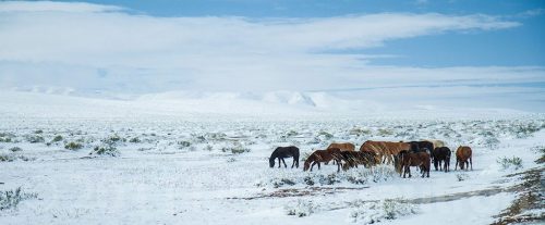 Didier_Gautron_Mongolie_2011-22